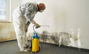 Best Mold Odor Removal Services  in Matteson, IL