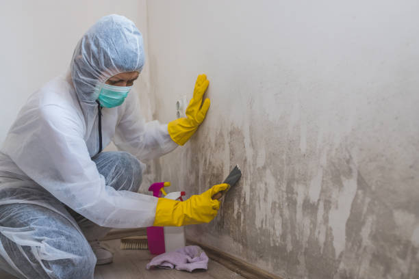 Best Basement Mold Removal  in Matteson, IL