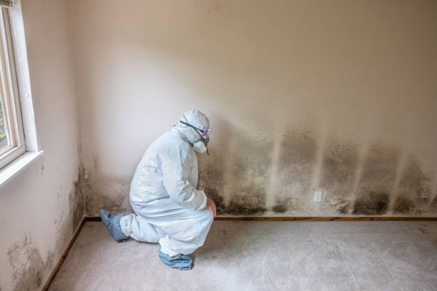 Best Attic Mold Removal  in Matteson, IL